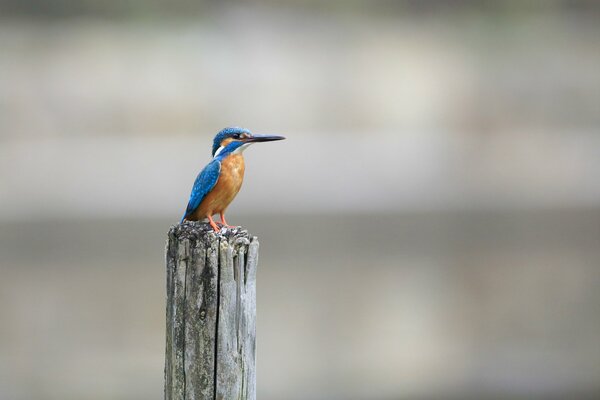 Kingfisher. A small bird on a post