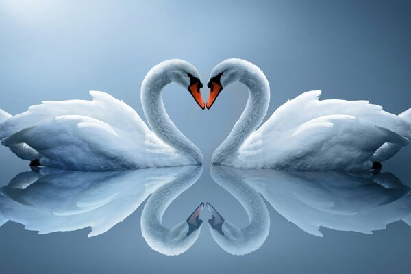 Reflection of a Pair of white swans