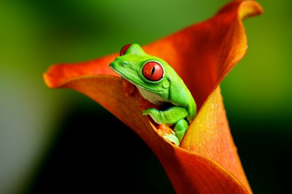 Ein heller grüner Frosch passt in eine Blume