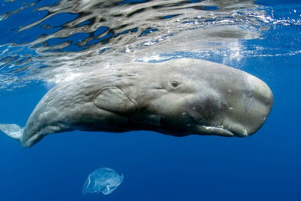 Jellyfish and sperm whale. A giant at the very surface of the ocean