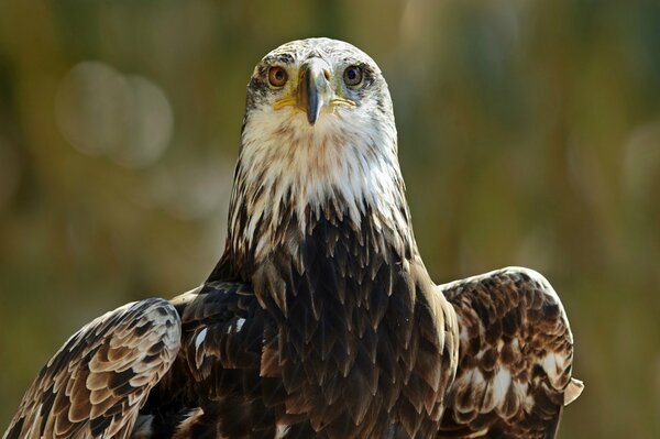 Adler. Ein Vogel mit einem durchdringenden Blick