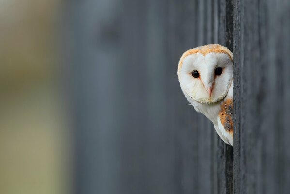 Hibou blanc sur fond gris furtivement de la fente