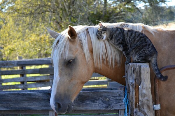 Tenerezza tra cavallo e gatto