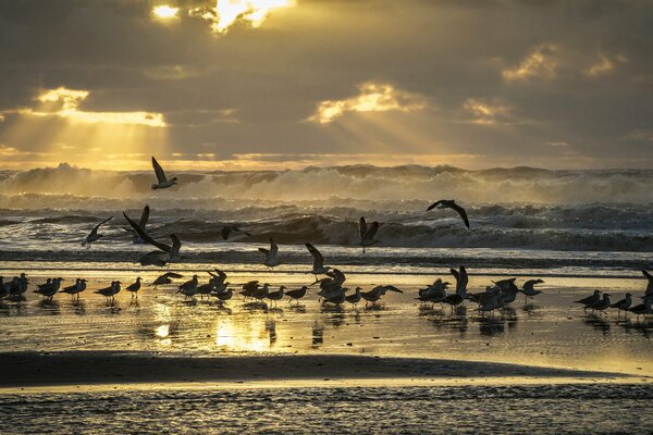 Viele Möwen am Meer im Sonnenuntergang