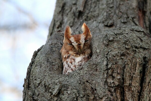 A white-red owl looks out of a hollow tree