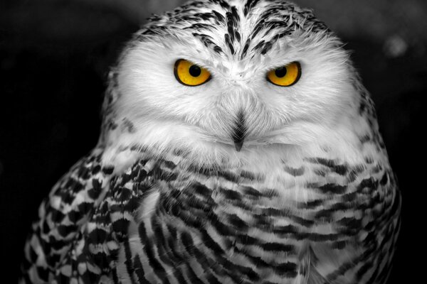 Portrait of a polar white owl