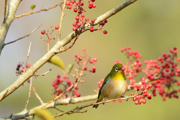 Oiseau sur une branche avec des baies rouges