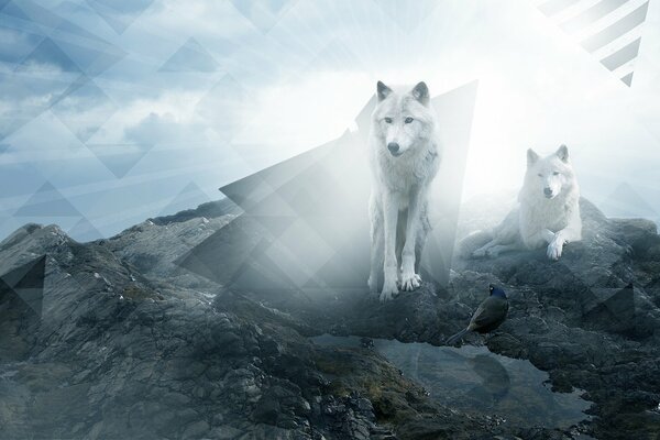 Loups blancs sur les rochers