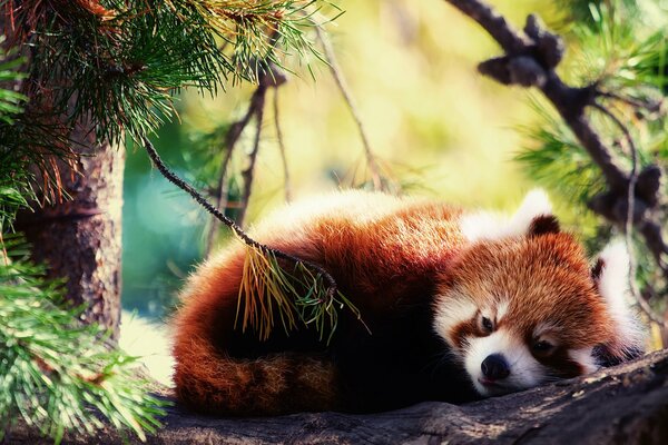 Red panda sleeps on a branch in the forest