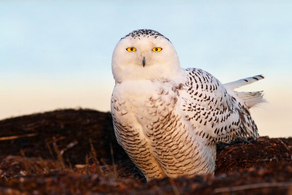 Photo of a snowy owl with yellow eyes