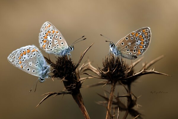 Drei Schmetterlinge auf Zweigen mit Dornen