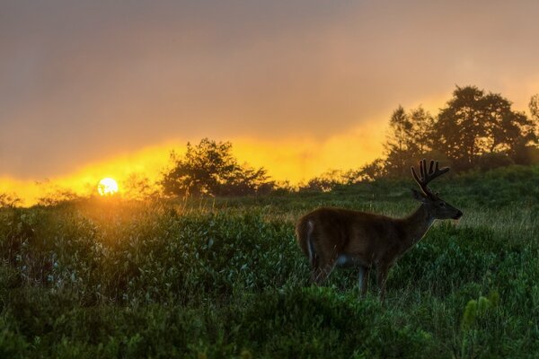 A young deer at sunset in a field