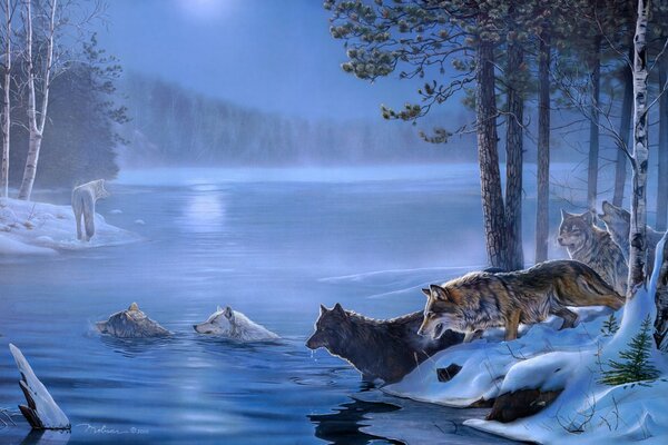 Wolves cross the river in winter