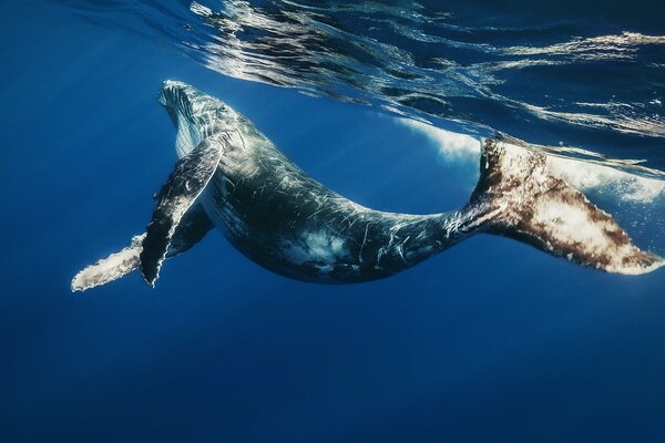 Mundo submarino y ballena flotando