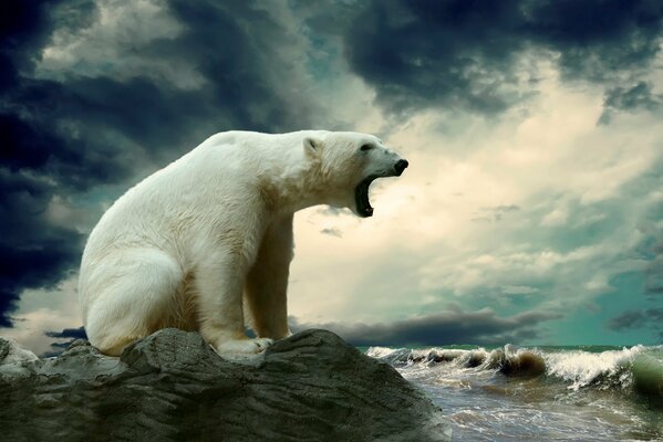 A roaring polar bear sitting on a rocky seashore against a stormy sky