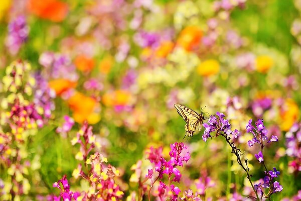 Fiori di campo multicolori su sfondo sfocato