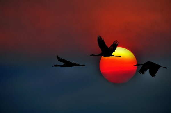 Kanadische Kraniche fliegen im Hintergrund des Sonnenuntergangs
