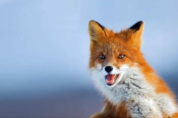 Foto von rotem Fuchs auf blauem Hintergrund