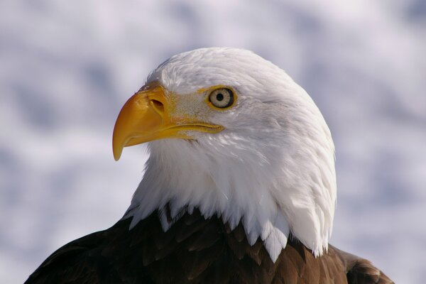 The bald eagle s view in profile