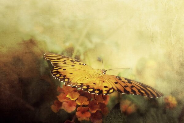 Mariposa brillante en la flor