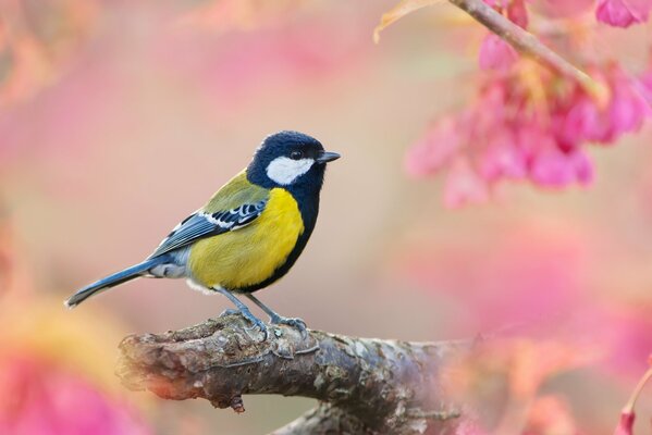 Tit on a branch and pink background