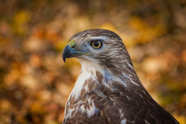 Vue de l oiseau faucon sur le côté