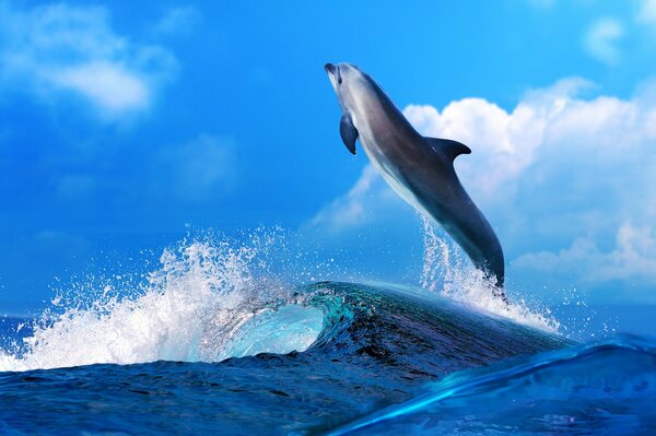 Delfino sopra l onda del mare tra gli spruzzi