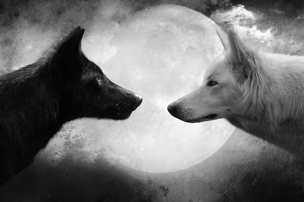 Two wolves in the dark under the moon white and black