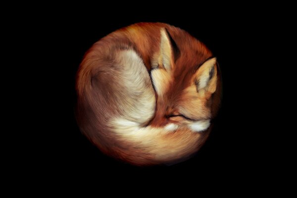 The red fox curled up into a ball