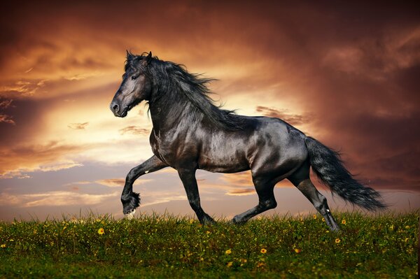 Pferd raste in den Sonnenuntergang auf dem Rasen