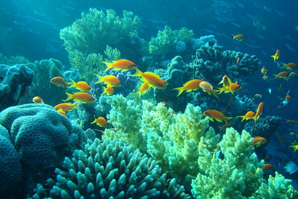 Corals underwater in Egypt