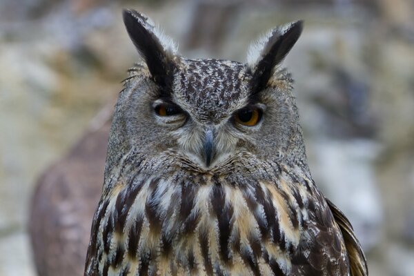 Owl squints into the camera lens