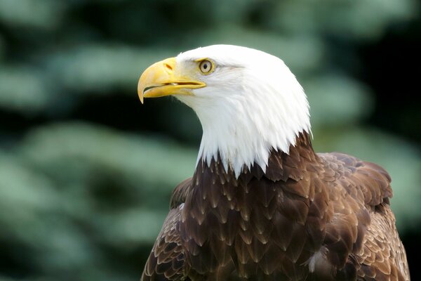 Der Weißkopfseeadler schaut mit einem räuberischen Blick