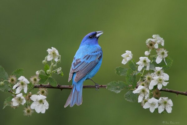 Pájaro en la rama, pájaro azul, pájaro en el paisaje