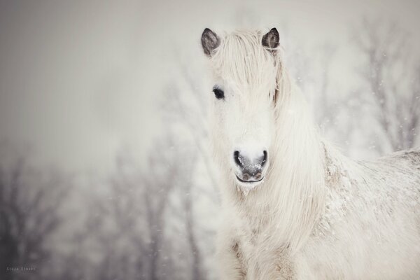 Ein weißes, verschneites Pferd. Schnee