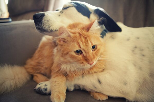 Лучшая дружба кота и собаки
