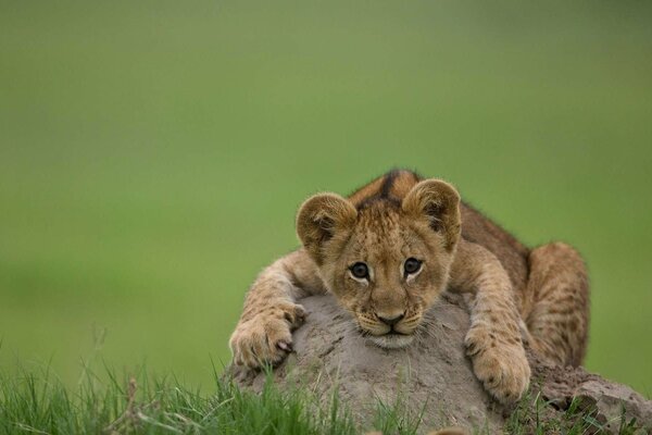 Un pequeño León yace sobre una piedra