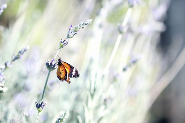 Mariposa brillante en lavanda joven