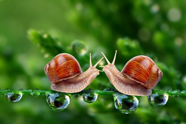 Meeting snails on a leaf in the rain