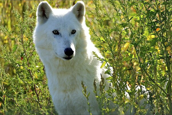 Lupo bianco tra i cespugli in attesa