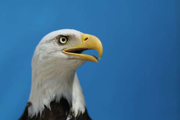 Eagle, symbol eagle, birds of prey