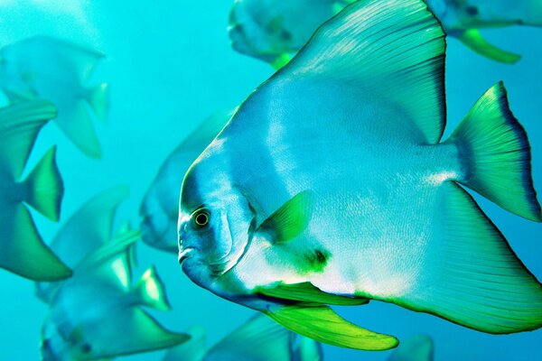 Una bandada de peces en el mar