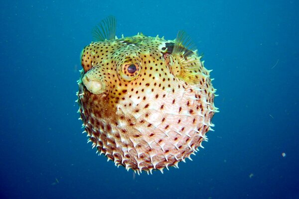 Fish in the shape of a ball under water