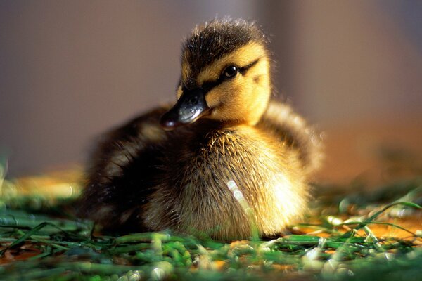 Bebé patito bajo el sol