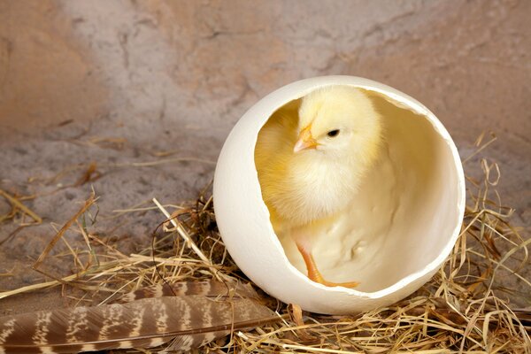 Chicken, shell, chicken hatching, little bird