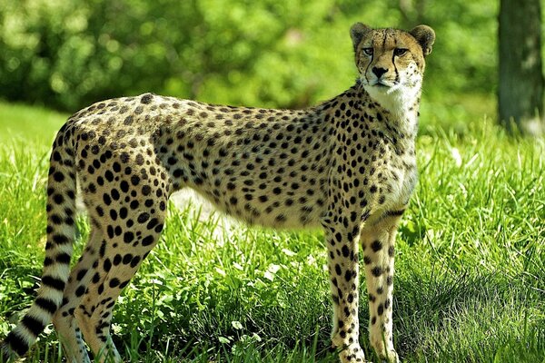 Guépard tacheté sur l herbe verte