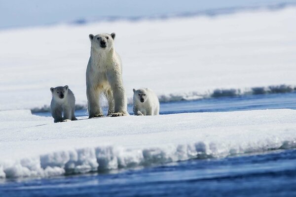 A bear with cubs on an ice floe