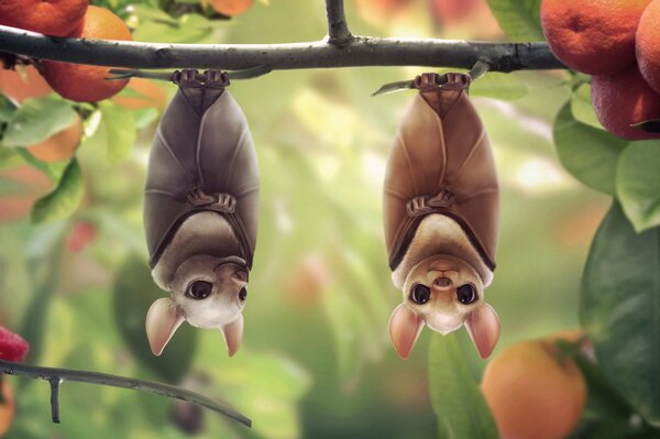 Two bats resting on a branch