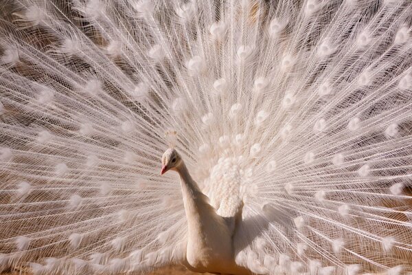 Belle queue de paon blanc