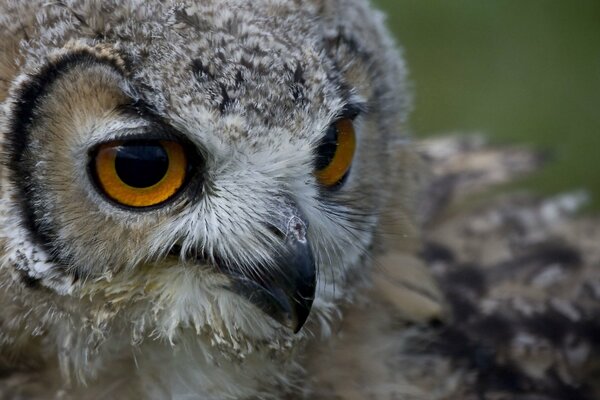 Owl s head with open eyes